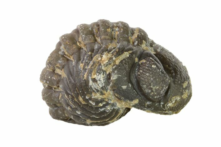 Wide, Enrolled Austerops Trilobite - Morocco #156984